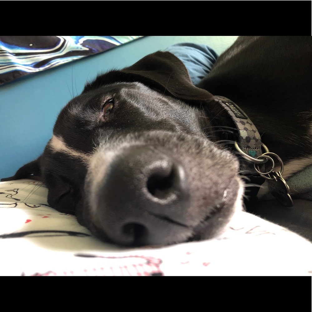 Meet your Posher, Suzanne